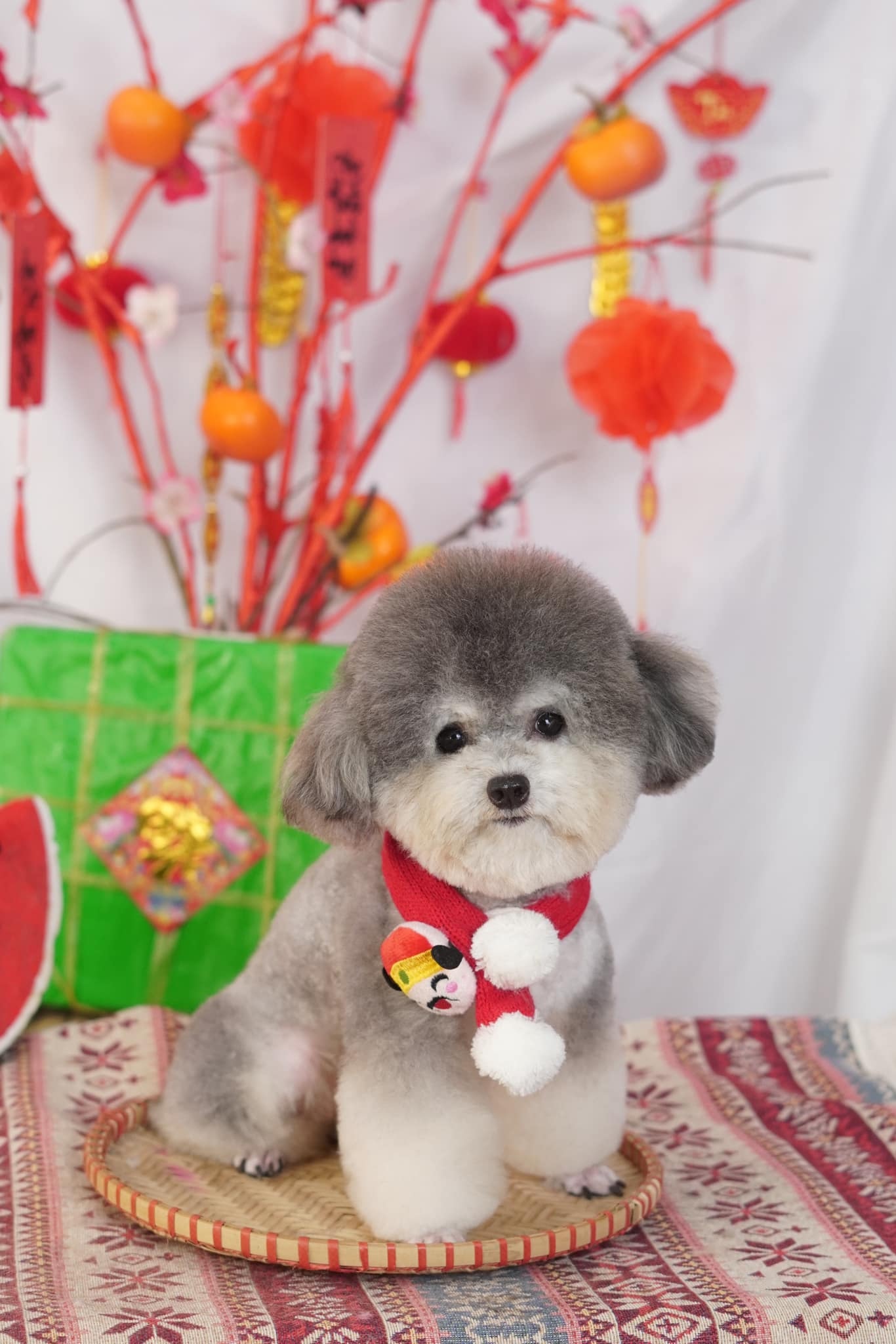 huyền-trần-bamin-pet-4