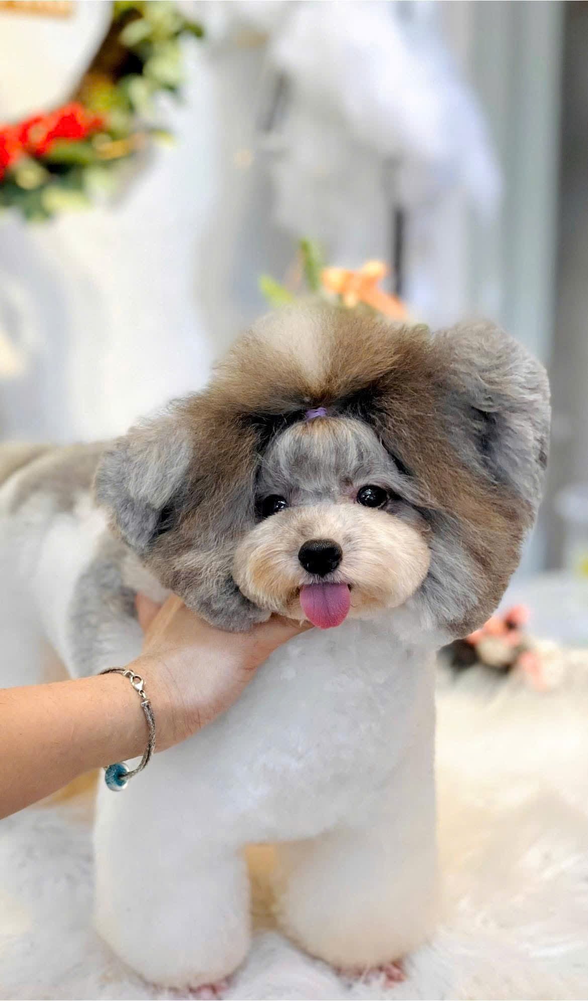 Sau buổi grooming, bé không chỉ đẹp hơn – mà còn vui vẻ và thư giãn hơn