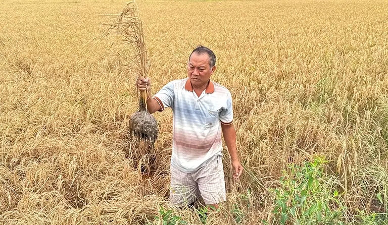 Ông Trần Thông Minh trên mảnh ruộng của gia đình có nhiều lúa chết. Ảnh: An Bình